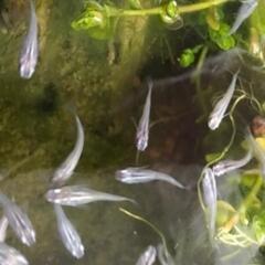 青色メダカの稚魚 楊貴妃の稚魚 メダカのたまごの画像