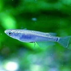青色メダカの稚魚 楊貴妃の稚魚 メダカのたまごの画像