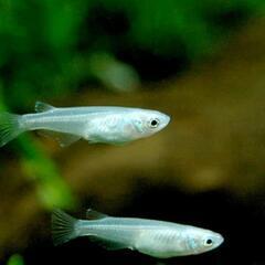 青色メダカの稚魚 楊貴妃の稚魚 メダカのたまごの画像