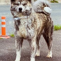 秋田犬のメス里親募集