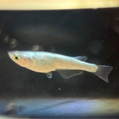 琉めだか⭐️サバンナ様作出レックウザ⭐️上物若魚トリオ⭐️の画像
