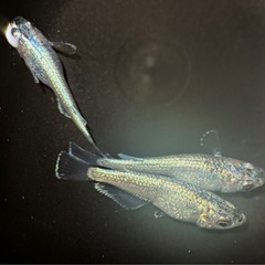 琉めだか⭐️サバンナ様作出レックウザ⭐️上物若魚トリオ⭐️の画像