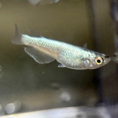 琉めだか⭐️サバンナ様作出レックウザ⭐️上物若魚トリオ⭐️の画像