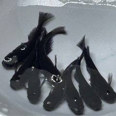 【受け渡し者様決定】メダカ2品種とメダカの餌の画像
