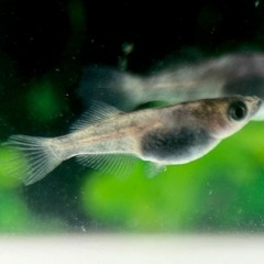 琉めだか⭐️菊虎⭐️上物若魚トリオ⭐️の画像