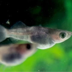 琉めだか⭐️菊虎⭐️上物若魚トリオ⭐️の画像