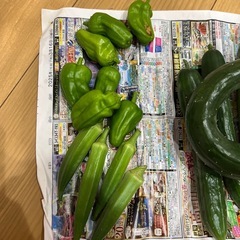 畑　野菜　きゅうり　ピーマン　オクラ　の画像