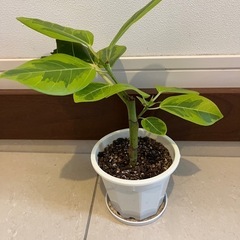 観葉植物　
ゴムの木　アルテシマ の画像