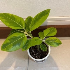 観葉植物　
ゴムの木　アルテシマ の画像