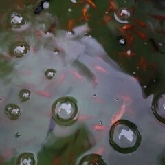 更新です、金魚お譲りしますm(_ _)m読んで下さいの画像