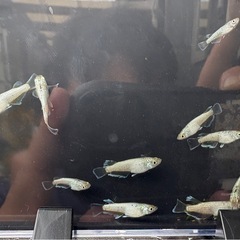メダカ めだか 『飛輪』の画像