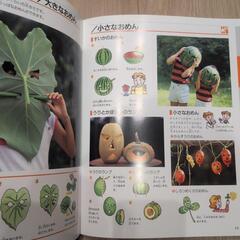 ふしぎをためすかがく図鑑　しぜんあそび　本の画像