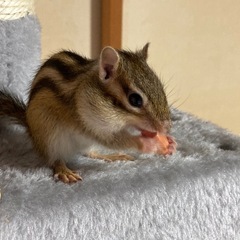 シマリス5ヶ月半