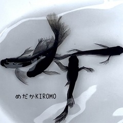 【お渡し決定】サタンメダカ 稚魚10匹  ※2025年生まれ の画像