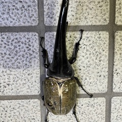 ブリードに！超大型162mmヘラクレス♂の画像