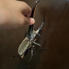 ブリードに！超大型162mmヘラクレス♂の画像