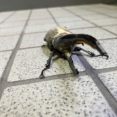 ブリードに！超大型162mmヘラクレス♂の画像