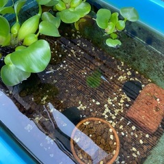 【めだか】　雑種　30匹の画像