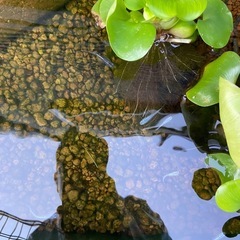 【めだか】　雑種　30匹の画像