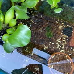 【めだか】　雑種　30匹の画像