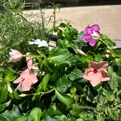 花苗差し上げます(花オレガノ、ペンタス、日々草、イソトマ)の画像