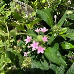 花苗差し上げます(花オレガノ、ペンタス、日々草、イソトマ)の画像