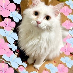 ふわっふわ🌸ゴージャス美猫さくらちゃん♀一歳2ヶ月