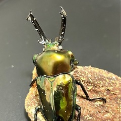 ニジイロクワガタ　ホワイトアイ　オス単の画像