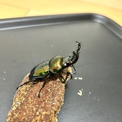 ニジイロクワガタ　ホワイトアイ　オス単の画像