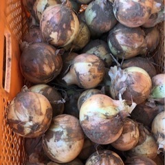 玉ねぎ　減農薬の画像