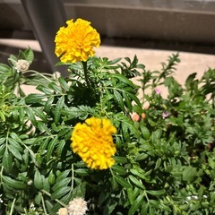 花苗差し上げます！(千日紅、スケボラ、ガーベラ、ヘリクリサムなど)の画像