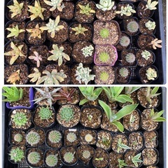 多肉植物(仔株発根済)の画像