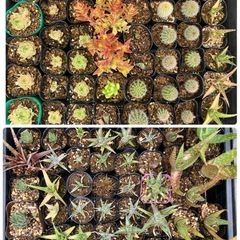 多肉植物(仔株発根済)の画像