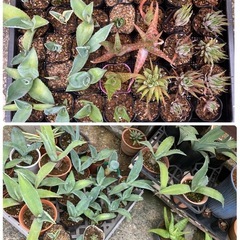 多肉植物(仔株発根済)の画像