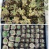 ランキングキーワードに紐づく投稿画像-多肉植物