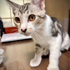 信くん玄くん4ヶ月半兄弟🐱🐱いつも一緒だよ❗️