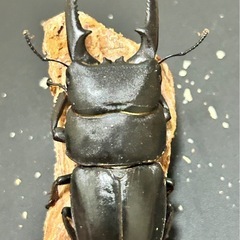 国産ヒラタの画像