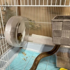 小動物用ケージ　シマリス飼育の画像