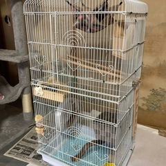 小動物用ケージ　シマリス飼育の画像