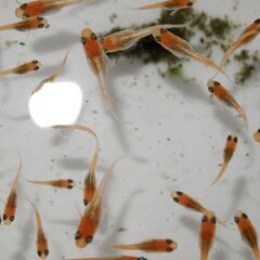 メダカ　レッドクリフ紅白稚魚（１㎝前後）1３匹の画像