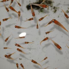 メダカ　レッドクリフ紅白稚魚（１㎝前後）1３匹の画像
