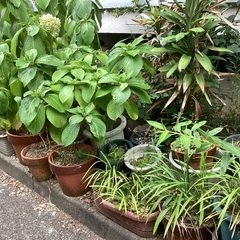鉢植え　　植木鉢　　　ブロックの画像