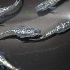メダカ　サファイア稚魚（１㎝前後）12匹の画像