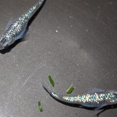 メダカ　サファイア稚魚（１㎝前後）12匹の画像