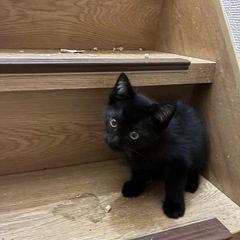 黒猫兄弟4匹です - 里親募集