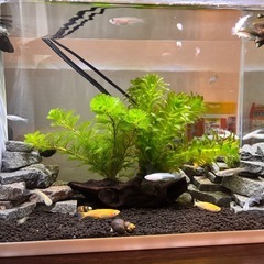 メダカ飼育セットの画像