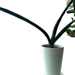︎ 観葉植物　分株A 希少サンスベリア・ロブスター　#ビザールプランツの画像