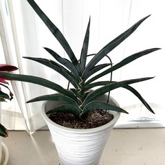 ︎ 観葉植物　分株A 希少サンスベリア・ロブスター　#ビザールプランツの画像