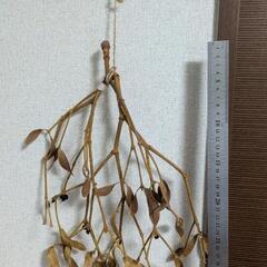 インテリア　ヤドリギ　2本セット　飾り　ユールの画像