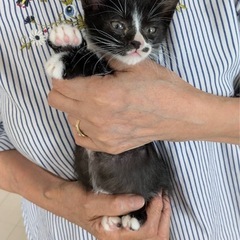 黒白男の子① 里親さん決定！